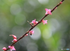 お花と蟻