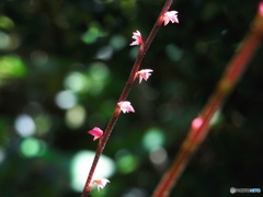 小さいなお花