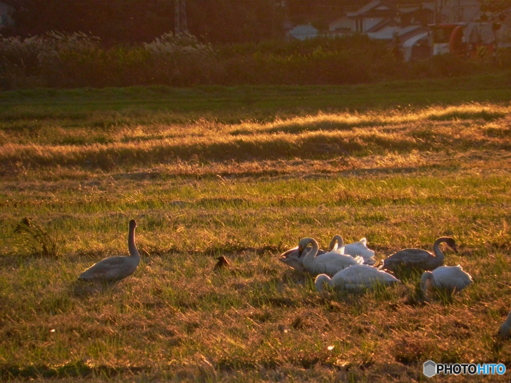 夕陽に染まる白鳥