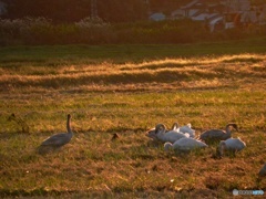 夕陽に染まる白鳥