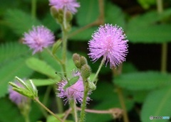お花の味は？