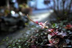 ハツユキカズラ