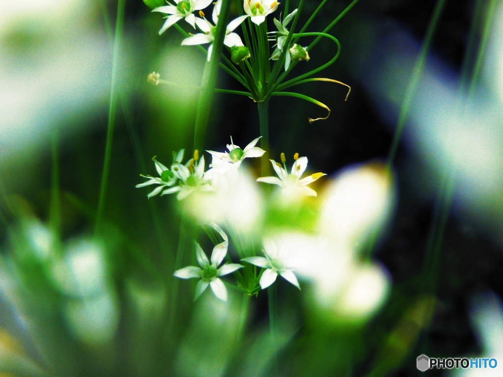 ニラの花