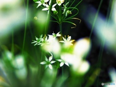 ニラの花