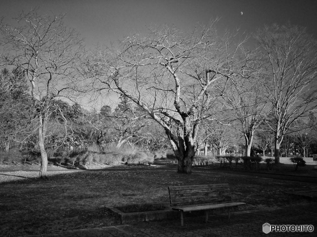 月とベンチ