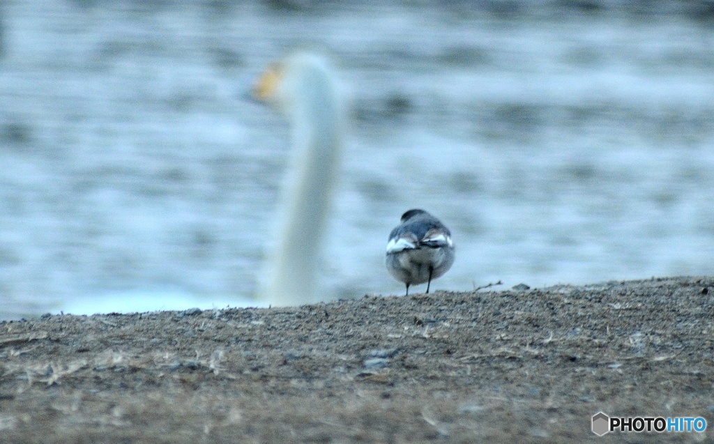 セキレイ後ろ姿