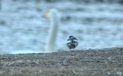 セキレイ後ろ姿