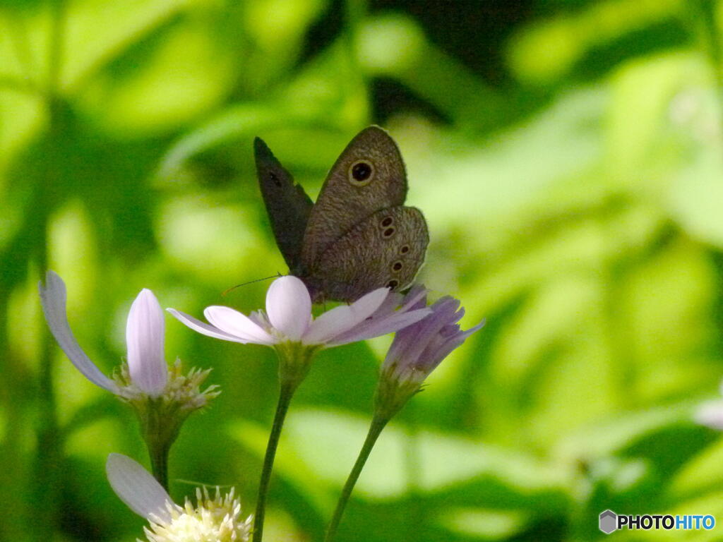 チョウチョ