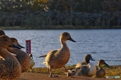 カモがやって来た
