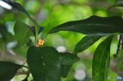 花一輪