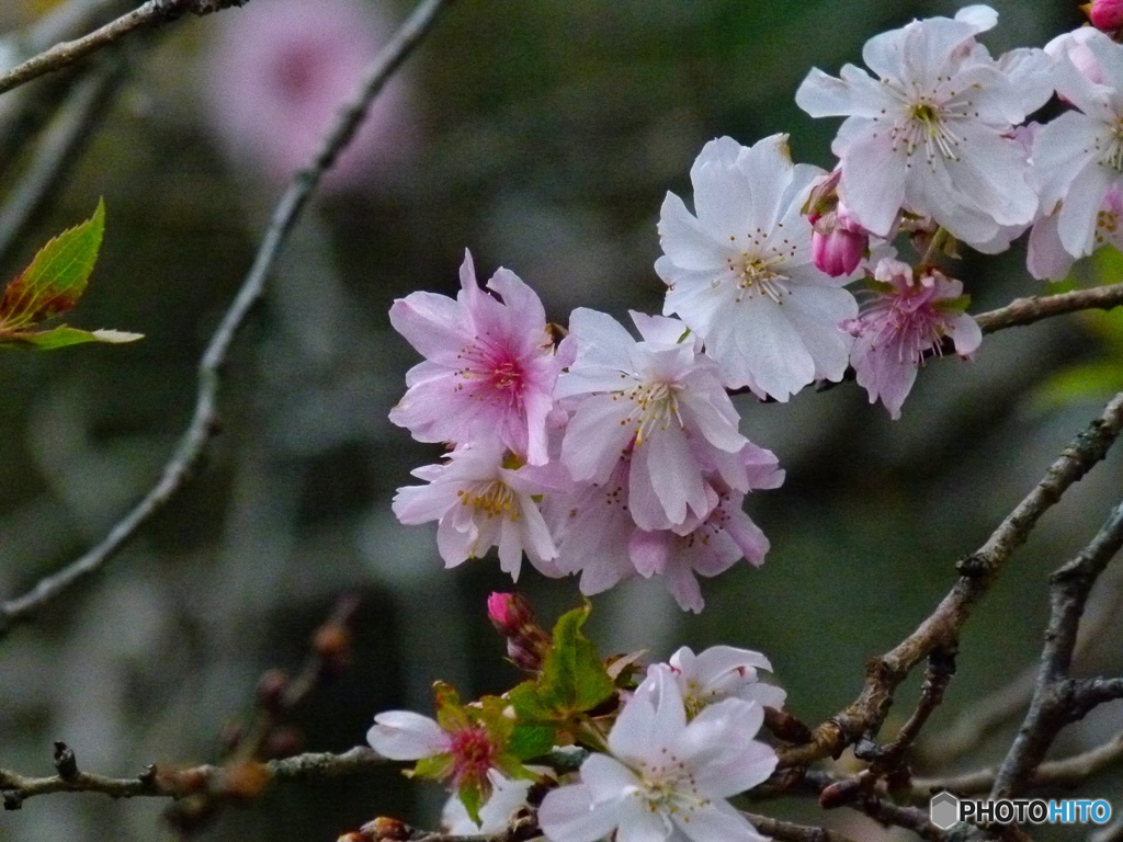 四季桜