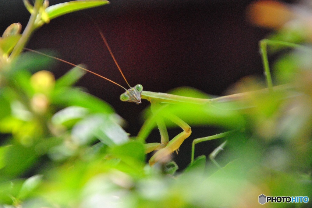 カマキリ