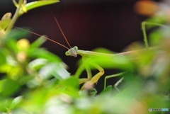 カマキリ