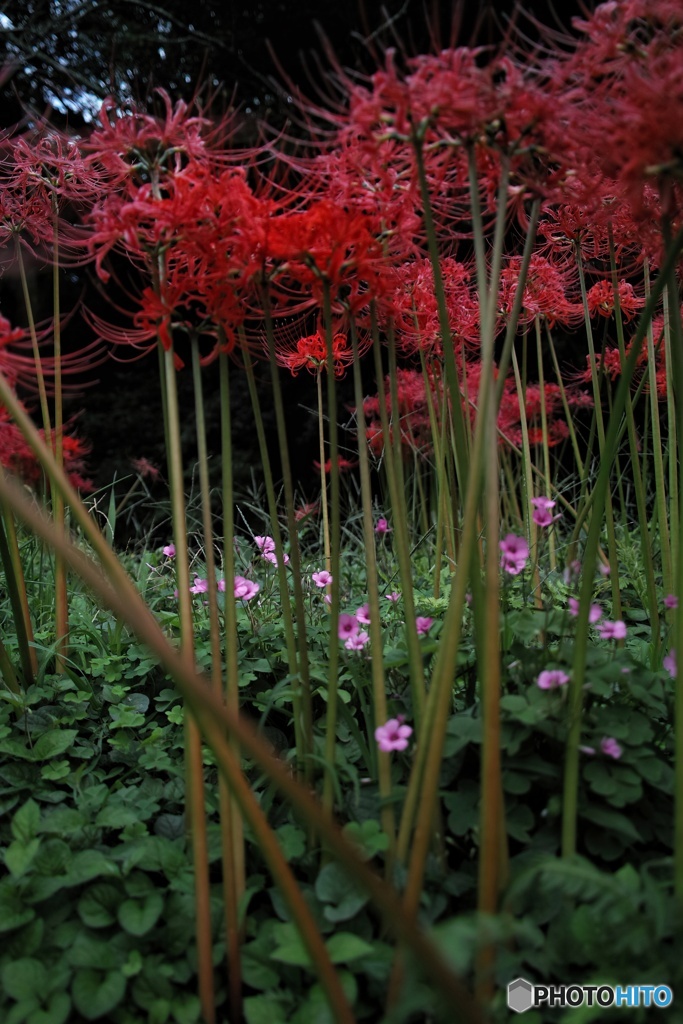 小さなお花畑