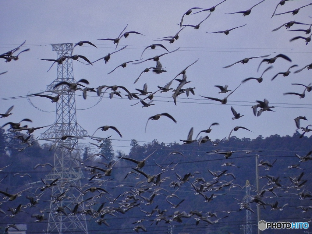 餌場に集まるガン群れ