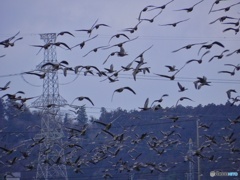 餌場に集まるガン群れ