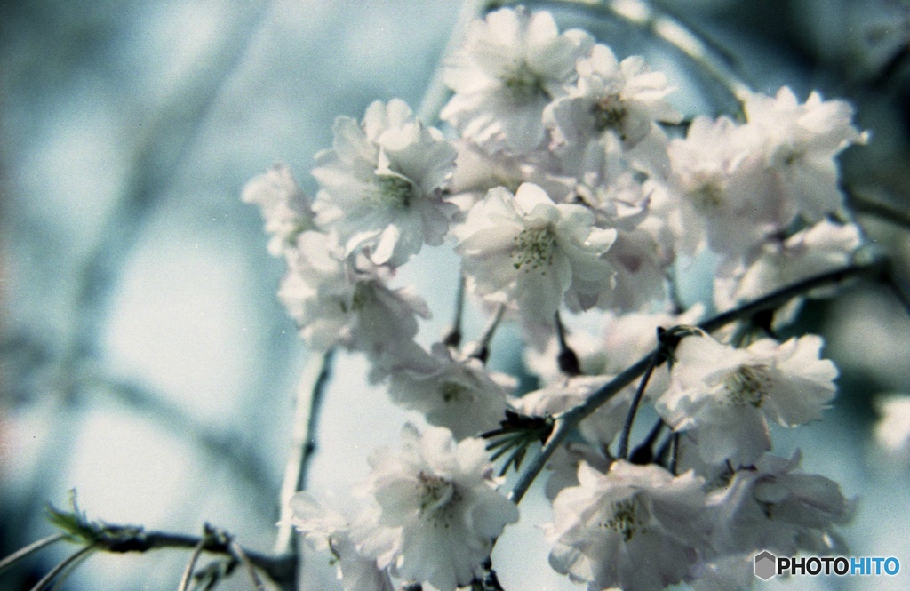 八重桜