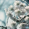 八重桜