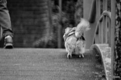 公園散歩で出会ったワンコ