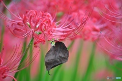 彼岸花
