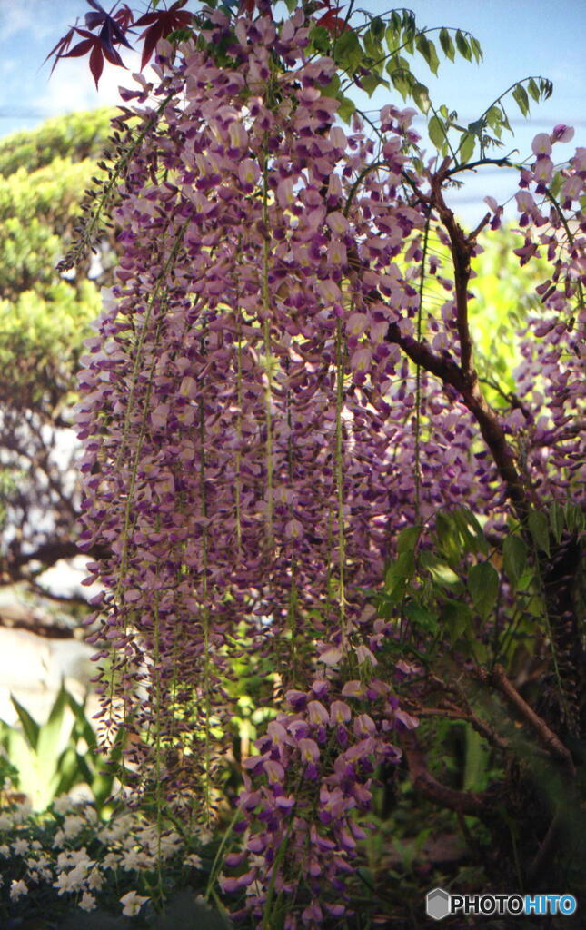 フジの花　じっと見ていたらブドーに似ている？