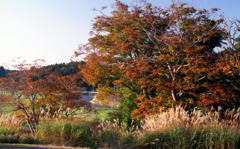 里山の秋
