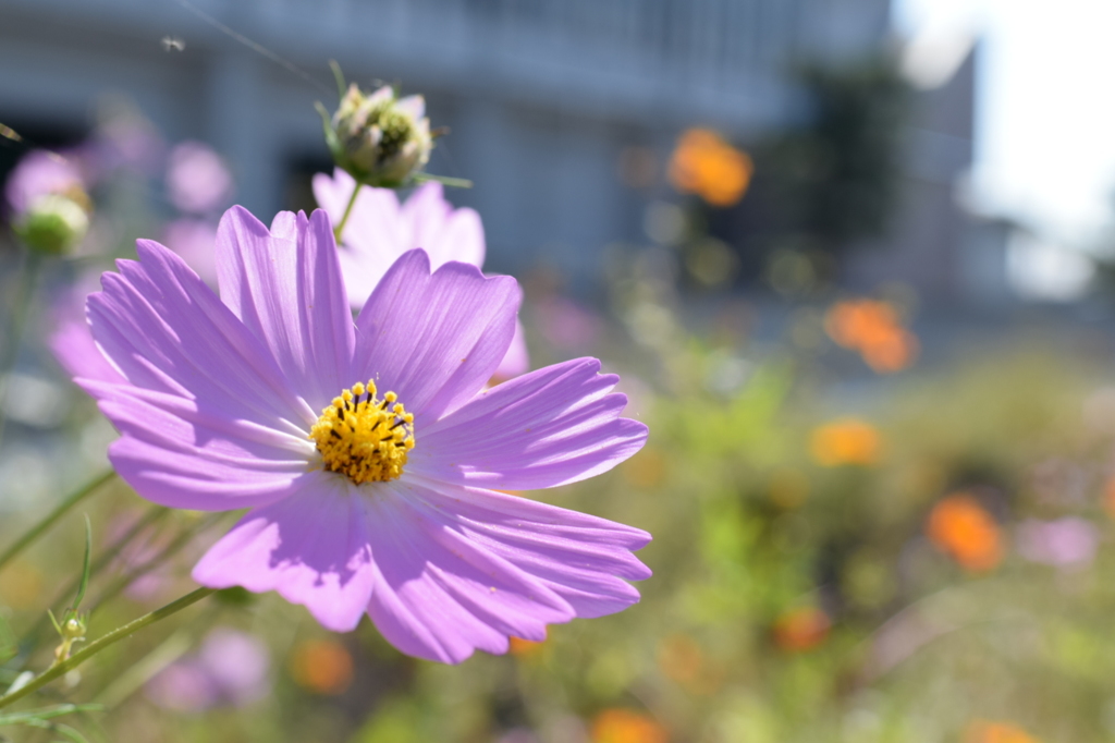 道花