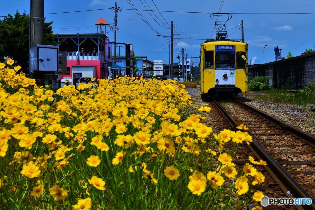 雪の日も花の日も