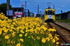 雪の日も花の日も