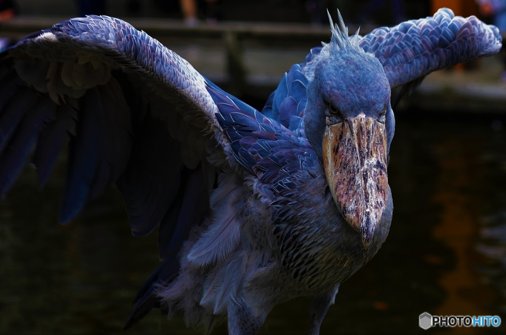 飛べ 魔鳥の翼よ