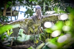 魔鳥⋯飛ぶ⋯