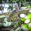 魔鳥⋯飛ぶ⋯