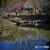 安曇野に憶いを馳せて服部緑地