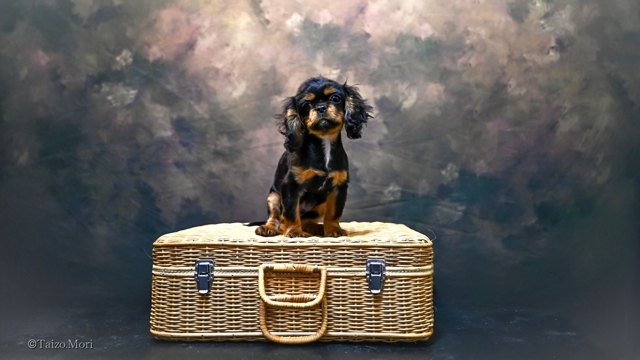 トワくん3ヶ月⋯お家スタジオ