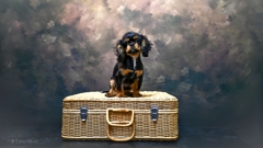 トワくん3ヶ月⋯お家スタジオ