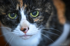 三毛猫ナナ