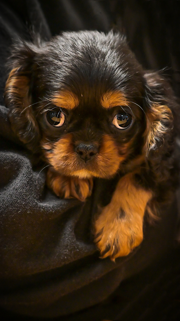 トワくん、よろしくネ