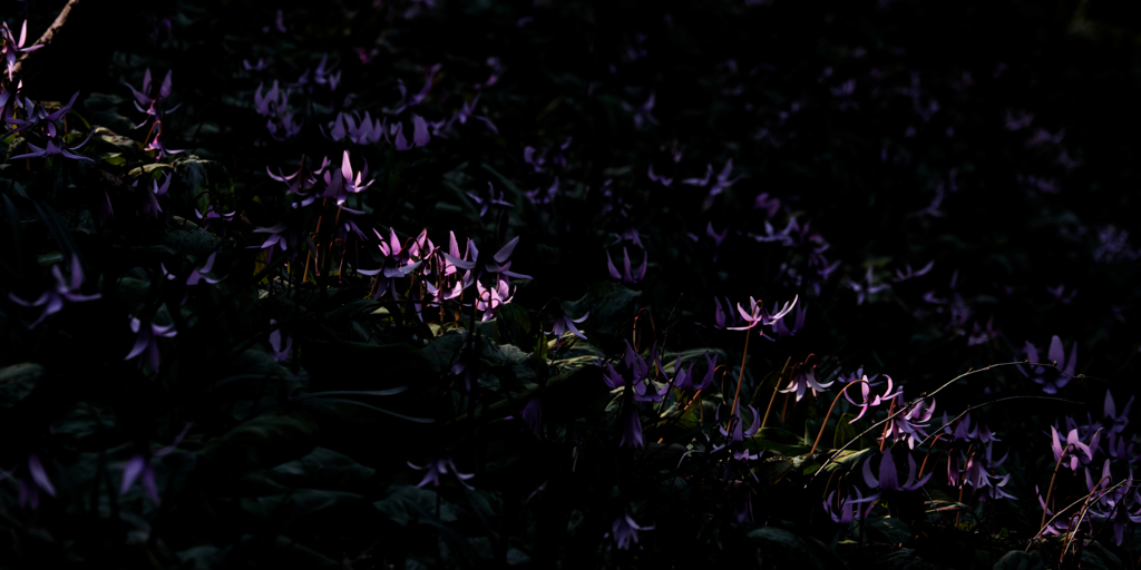 Purple Light