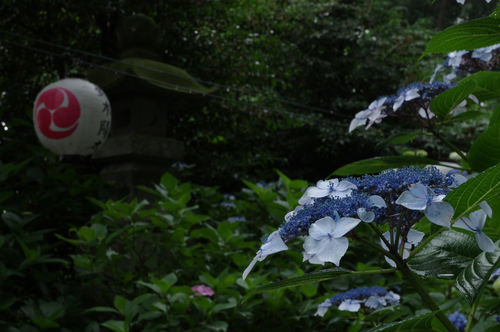 前日の雨でいい感じ