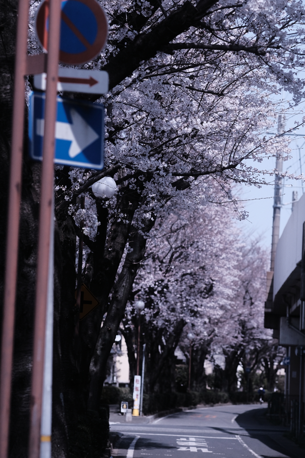 桜、並木道