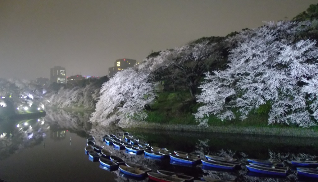 夜桜運河