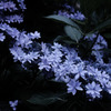 薄紫の花冠