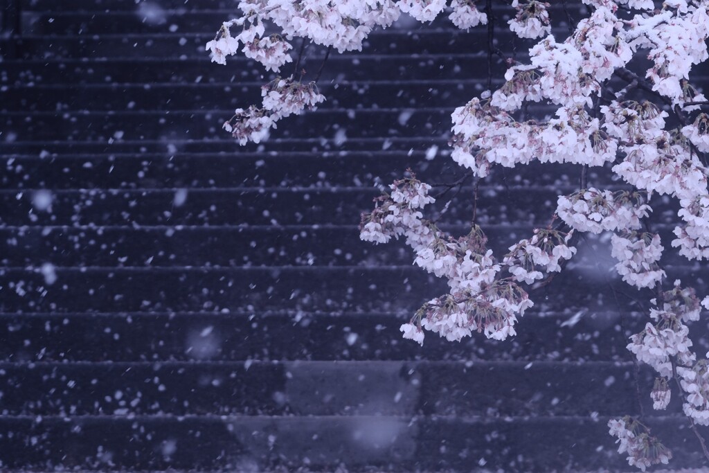 桜花雪風