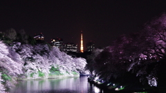 桜花爛漫