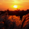 夕陽とススキ　2