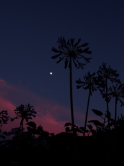 夕焼けと月