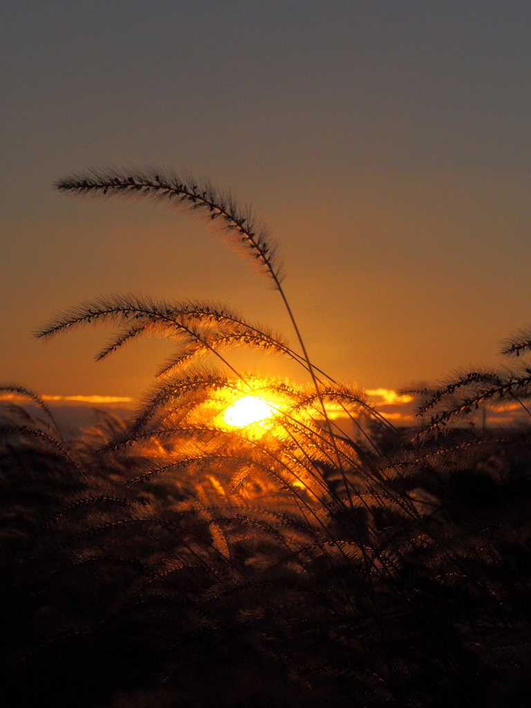 夕陽に照らされて・・・