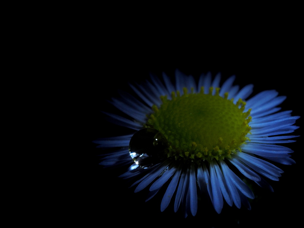 開花