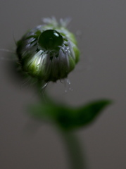 水玉