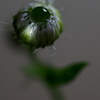 水玉